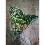 Sindo - Aglaonema Siti Nurhaliza Live Plant KHMOOGJ4YT