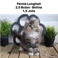High Quality Persia Kitten Kucing Anak Kucing Ready Stok