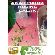 Ready Stok -- Akar Pokok KUCING GALAK/Herba- kucing-pokok-herba-vitamin-pokok-akar-makanan-khasiat