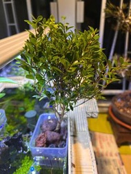 小葉赤楠