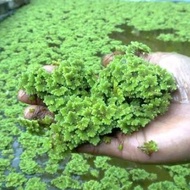 Azolla Microphylla Azolla Plant Fish Food for Rabbits and Livestock 500 gr