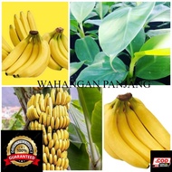 Bibit pisang cavendish kavendis super sunpride G9 Grand Nain Tanam sekali panen berkali kali