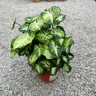 90s Greenovation Live plant Big Syngonium Green 合果芋 P150