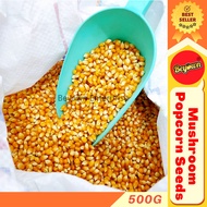 【500g/1kg】USA Mushroom Popcorn Kernel Corn Seed Biji Benih Jagung Seeds Product The United States of