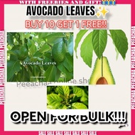 Avocado Camias Guyabano Bayabas Leaves Organic Good for tea and bags