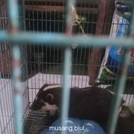 musang biul