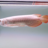 ikan arwana super red