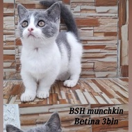 kucing bsh munchkin standar betina 3 bulan bicolor