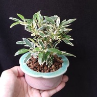 靚斑) 斑葉栀子花 多白錦 小盆景 連陶瓷花盆 盆栽 plant gift bonsai tree 梔子花