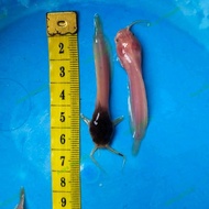 ikan lele bule lele belang size 5-7 cm