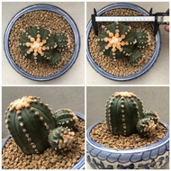 Kaktus Astrophytum Oibo Big Size _Gratisongkir