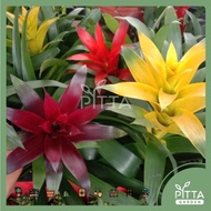 Guzmania Live Plant Purple/Yellow/Red 星花凤梨 (LVA359)