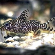 ikan pemakan lumut aquarium synodentis