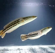 PROMO 1 EKOR TOMAN BIRU UK 12-15CM READY STOK