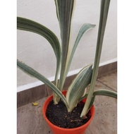 sansevieria sayuri variegated/ silver siam / metalicca