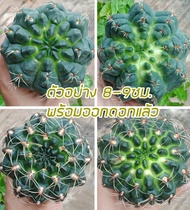 [ถูกที่สุด]แคคตัสยิมโนบัลเดียนั่ม Gymnocalycium Baldianum กระบองเพชร ไม้อวบน้ำ cactus succulent