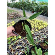 Monstera Burle Marx Flame Soft Pot