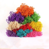 [Ready Stock] 20g/50g/100g Bunga Kering Hiasan Baby Breath Dried Flower Bouquet Home Decor Gift 永生满天
