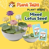 Plant Talks Micro Bowl Lotus Flower Seed Aquatic Plant Seeds