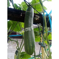 *Ready Stock in 🇲🇾* 15pcs Biji Benih Timun Cucumber seeds