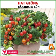 F1 Hybrid Dwarf Cherry Tomato Seeds Are Fruity, Easy to Grow, Good Heat Resistance