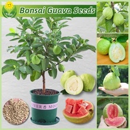 เมล็ดพันธุ์ ฝรั่ง เมล็ดฝรั่ง บรรจุ 100 เมล็ด Bonsai Guava Seeds for Planting Fruit Plants บอนไซ ต้นผลไม้ เมล็ดผลไม้ พันธุ์ผลไม้ เมล็ดพันธุ์ผลไม้ ต้นไม้กินผล เมล็ดบอนสี ต้นไม้แคระ ต้นไม้มงคล เมล็ดพันธุ์ผัก เมล็ดดอกไม้ ปลูกง่าย คุณภาพดี ราคาถูก ของแท้ 100%