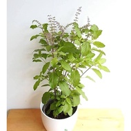 LIVE PLANT BIG SIZED Tulsi plant Holy basil