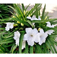 MM- Dwarf White Ruellia Dwarf White Mexican Petunia White Katie Ruellia / Pokok Bunga Mexican Petunia Renek bunga cantik