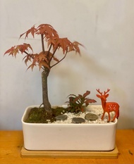 紅楓（出猩猩）