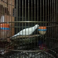 perkutut putih lurik mata merah gacor