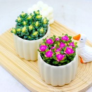 Antlers Begonia Blowing Snow Pine Brocade Succulent Plant Green Plant Flower Pot Novice Easy to Keep