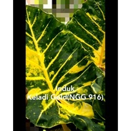Alocasia New Guinea Gold(NGG 916)