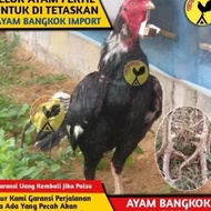 Jaminan Asli Terlaris Telur Tetas Fertil Ayam Bangkok Thailand X Babon Bangkok Import F1 - Telur Aya