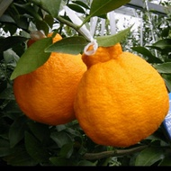 bibit jeruk dekopon berbuah benih