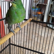 burung cucak ijo betina