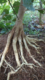 Bahan Bonsai Waru Taiwan Prokar
