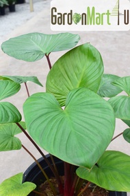 GardenMart4U Homalomena Rubescens Rare Live Plant Pokok Hidup 千年健属