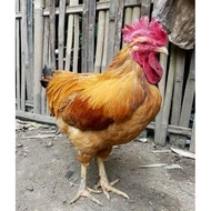 TELUR TETAS AYAM MERAWANG ASLI TELUR FERTIL