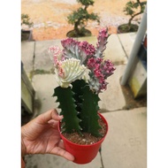 Coral Cactus / Euphorbia Cactus