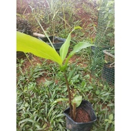 ANAK POKOK BONGLAI HITAM (dlm polibag)