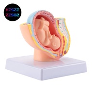 Human Pregnancy Fetal Development 9Th Month Embryonic Peic el Fetus Foetus Pregnancy Anatomy of the 