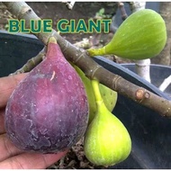 BUAH TIN MERAH Blue Giant MANIS terlaris