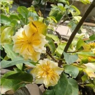 The jade apricot tree changes color