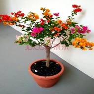 [Local Seller]Multi-Color Double-Leaf Bougainvillea Potted Plant Seedling Cold-Resistant Old Pile Vines Balcony Courtyar