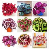 Mixed Begonia Seeds Coleus Bonsai Flower Seeds for Sale Garden Flower Plant Seed Live Plants Real Plants Seeds Air Plant Potted Ornamental Plants Gardening Seeds (Each Pack Contains 50 pcs Seeds - Seeds for Planting - Easy To Grow - Philippines Spot)