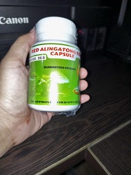 Red Alingatong Roots Capsule 100Capsules