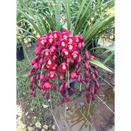 Anggrek Cymbidium dark red f1-Tanaman hias hidup-Bunga hidup
