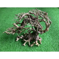 Bon sai for 30-40cm aquarium