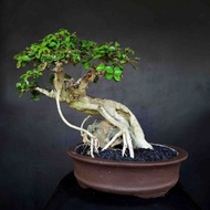 DISCOUNT!! Bonsai Tanaman Hias Mini Pohon Serut Meliuk Unik