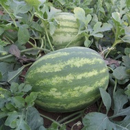 2gram Biji Benih Tembikai Besar /F1 Great Watermelon seed 杂交大西瓜种子